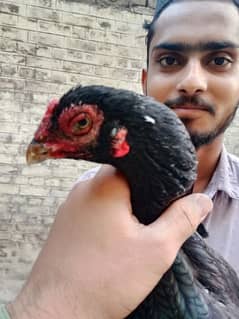 aseel amroha female full breeder egg laying