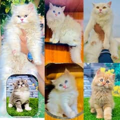 Persian hamalian british punch face piki face cat's and kitten's