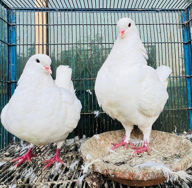 King pigeon breeder pair 0