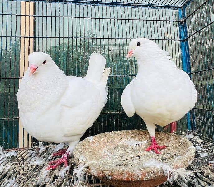 King pigeon breeder pair 1