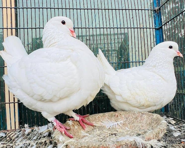 King pigeon breeder pair 2