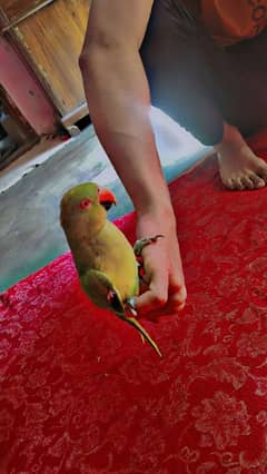 Hand Tamed Parrot Talking Parrot