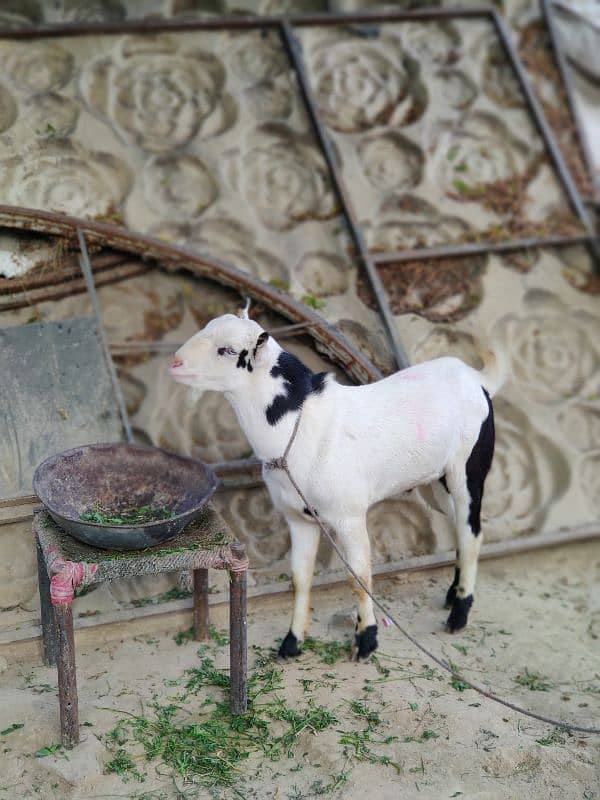 Teda Abluck bakra 7