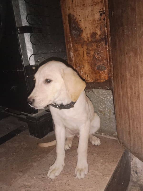 Labrador puppy 0