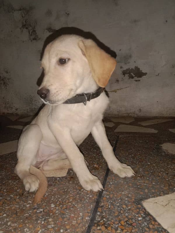 Labrador puppy 4