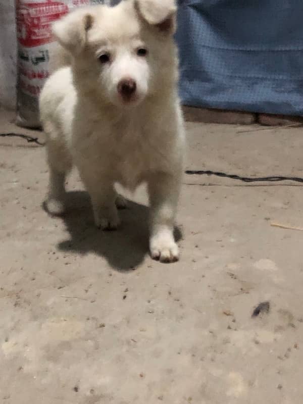 *Zero size Female russian puppy 1