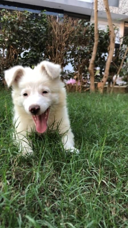 *Zero size Female russian puppy 4