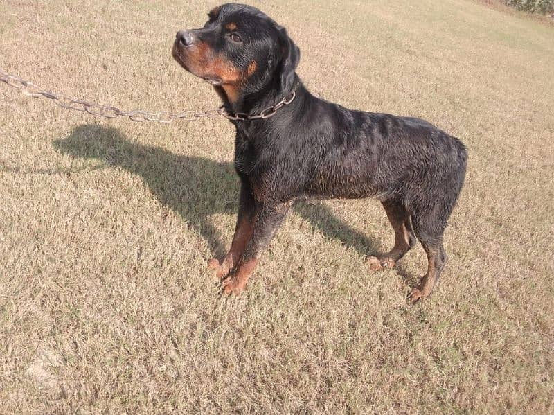 3 Years Old Rottweiler Dog 1