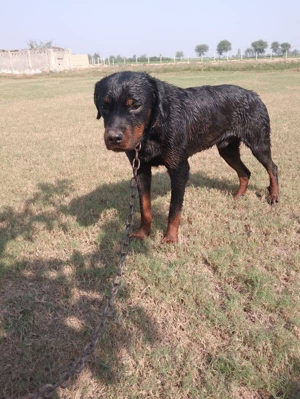 3 Years Old Rottweiler Dog 4