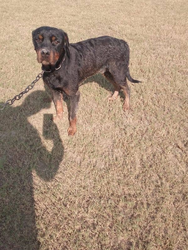 3 Years Old Rottweiler Dog 5