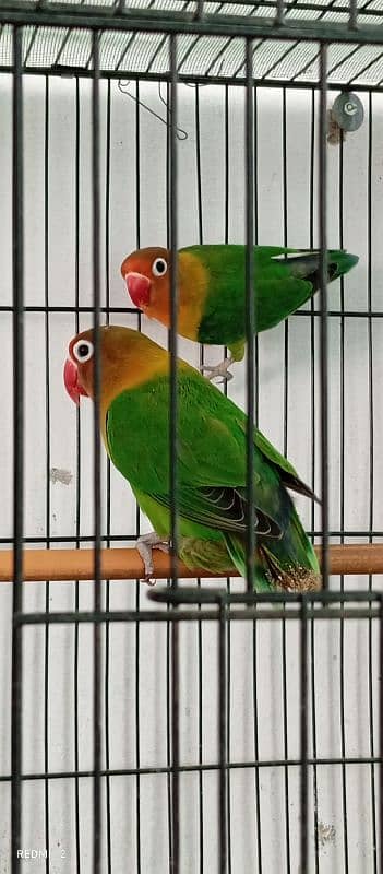 Cage,box,Breader pair ready to bread healthy and active 0