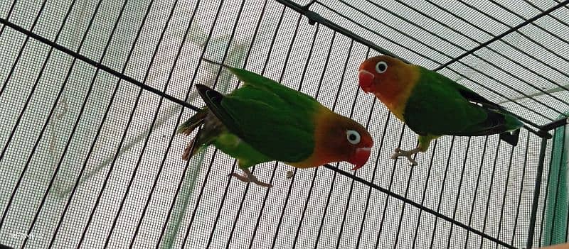 Cage,box,Breader pair ready to bread healthy and active 3