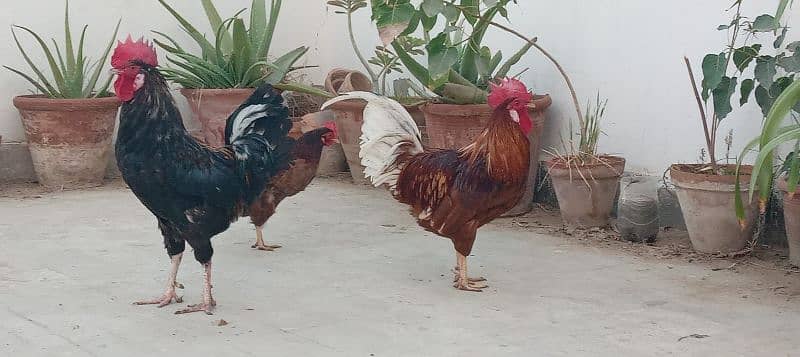 Rooster and Hens (2 Rooster 14 months age and 2 hens 8 months age) 1