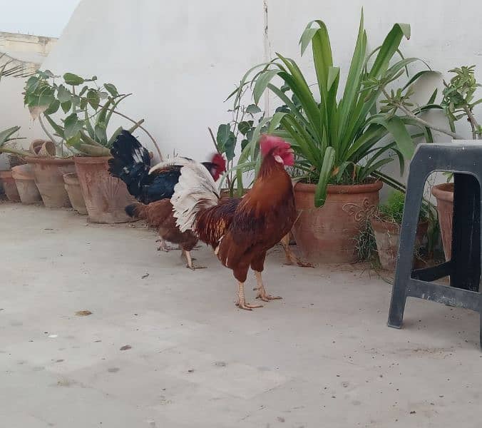 Rooster and Hens (2 Rooster 14 months age and 2 hens 8 months age) 2