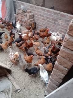 egg laying hens for sale