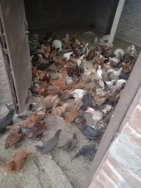 egg laying hens for sale 1