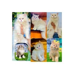 Persian hamalian british punch face piki face cat's and kitten's