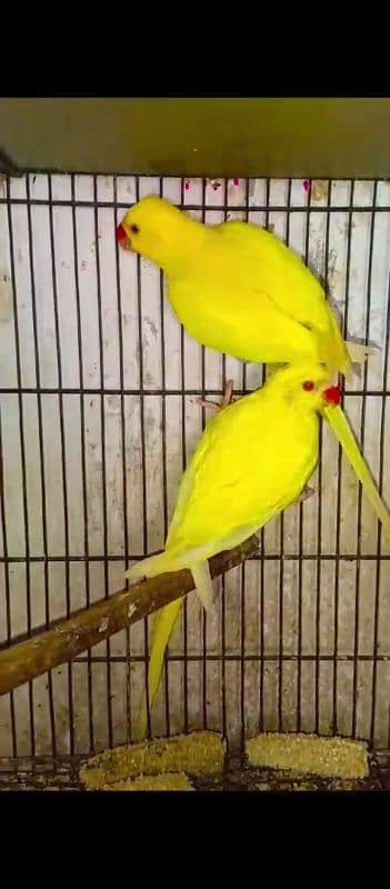 yellow ringneck pair 0