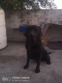 Labrador Dog 22 months Black Colour