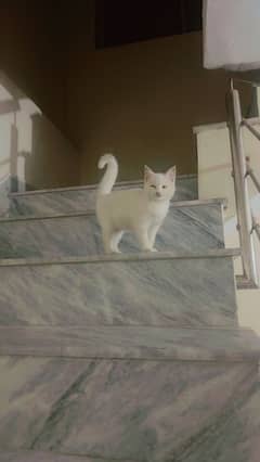 Persian cat