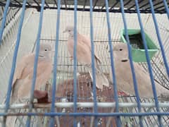 Khumray/Dove Three Male For Sale