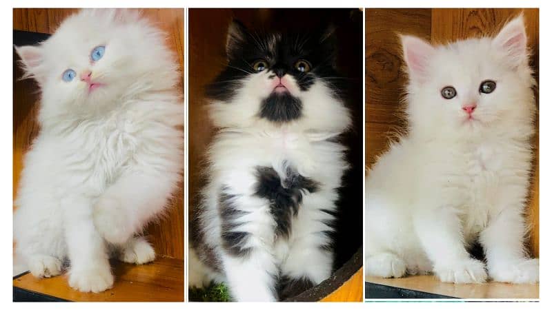 Persian kitten cats 0