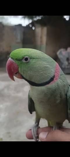 FULL HAND TAMED RAW ALEXANDER TALKING MALE PARROT FOR SALE.