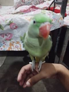 Raw parrot for urgent sell