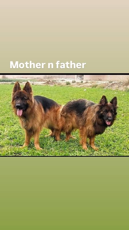 German shepherd for sale 2