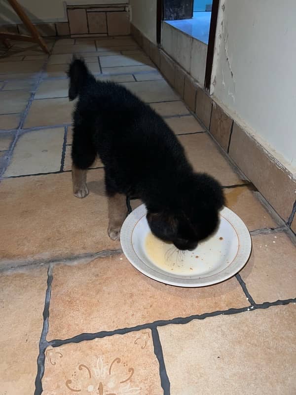 German shepherd for sale 5