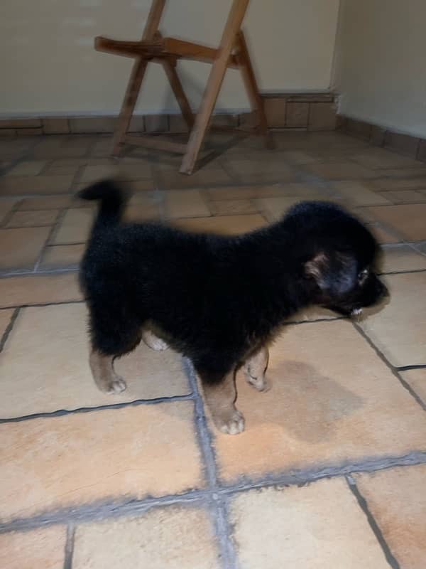 German shepherd for sale 9