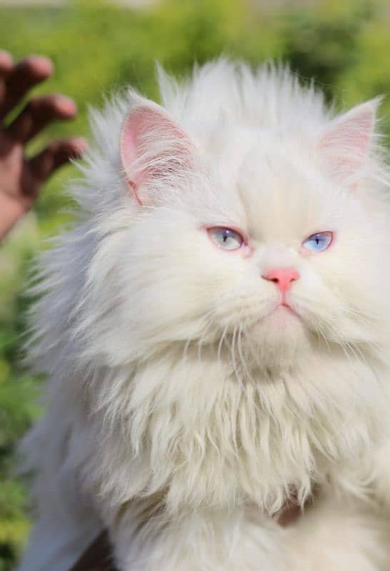 pershian cat - female cat - cat for sale - white male cat 1