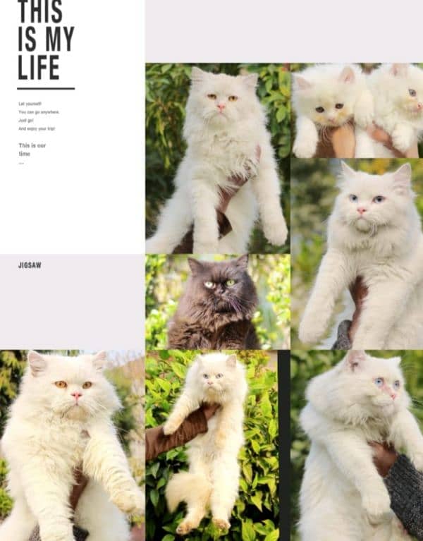 pershian cat - female cat - cat for sale - white male cat 2