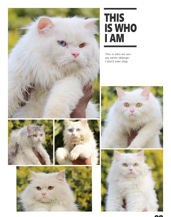 pershian cat - female cat - cat for sale - white male cat 4