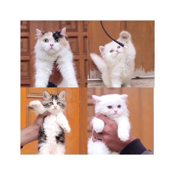 pershian cat - female cat - cat for sale - white male cat 6