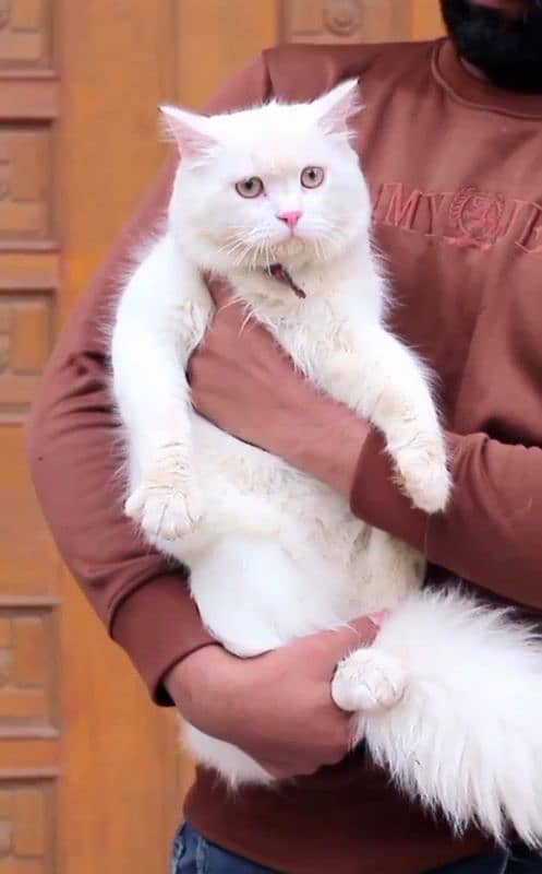 pershian cat - female cat - cat for sale - white male cat 9