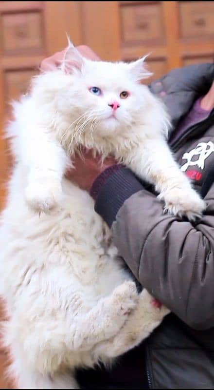 pershian cat - female cat - cat for sale - white male cat 10