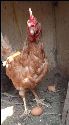 LOHMAN BROWN FRESH EGG LAYING 7 MONTH