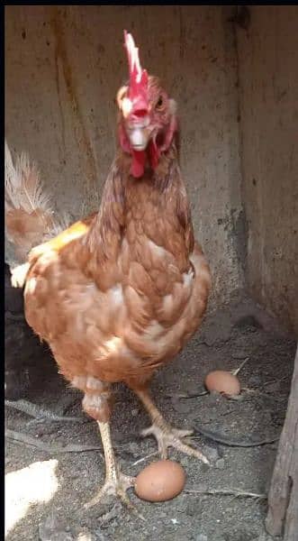 LOHMAN BROWN FRESH EGG LAYING 7 MONTH 0