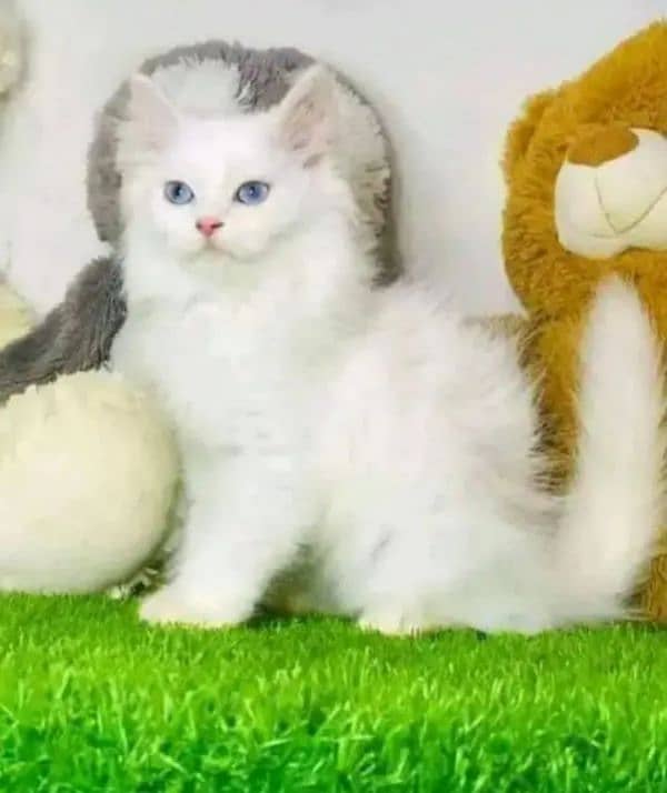 cute cat for sale home delivery avalabel 7