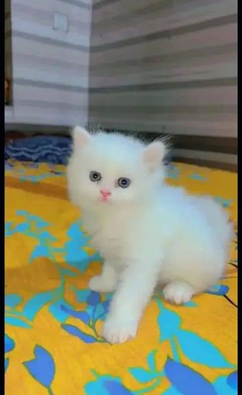 cute cat for sale home delivery avalabel 8