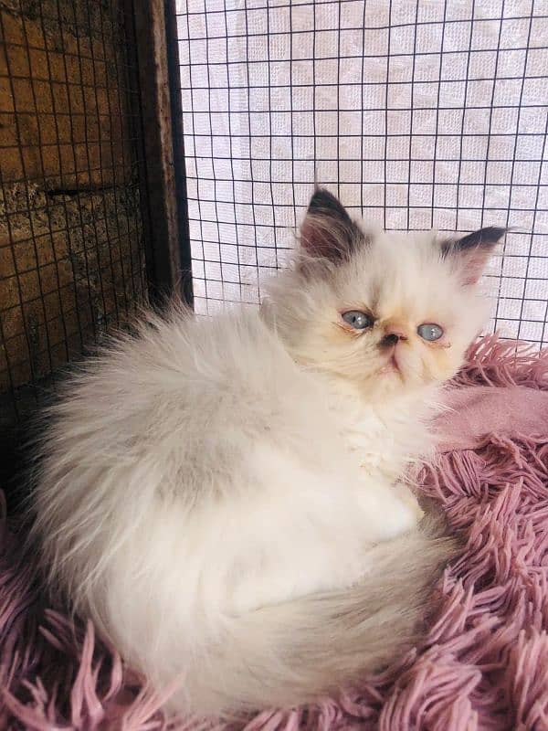 Persian peki  kitten for sale 0