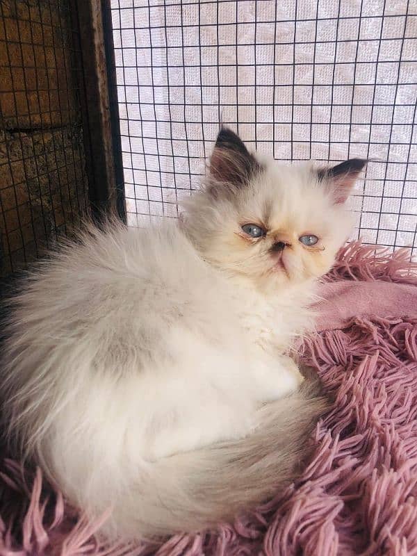 Persian peki  kitten for sale 1