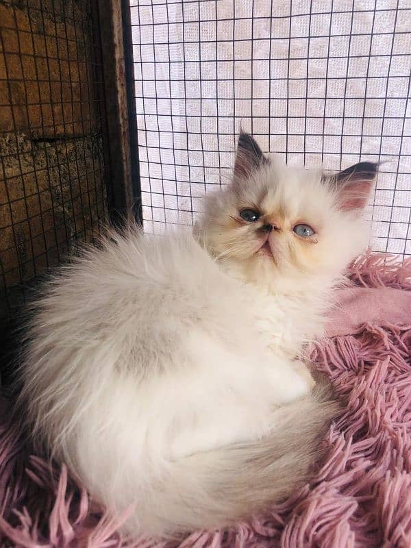 Persian peki  kitten for sale 2