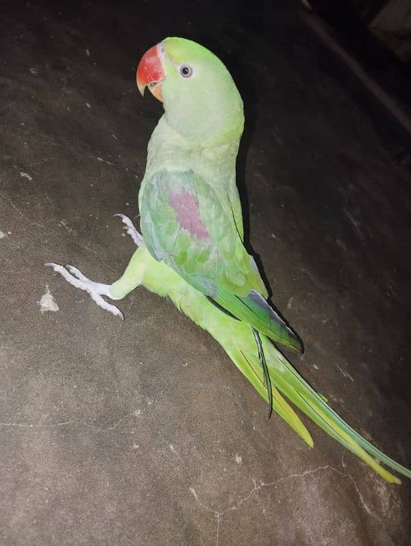 Raw parrot for urgent sell 4