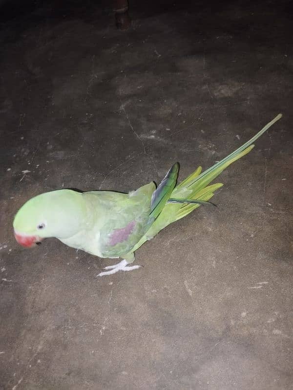 Raw parrot for urgent sell 5