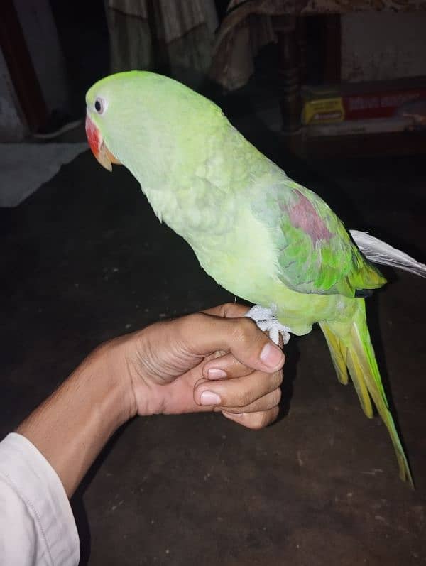 Raw parrot for urgent sell 6