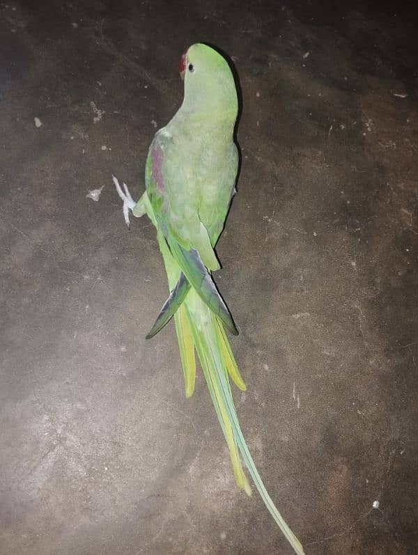 Raw parrot for urgent sell 7