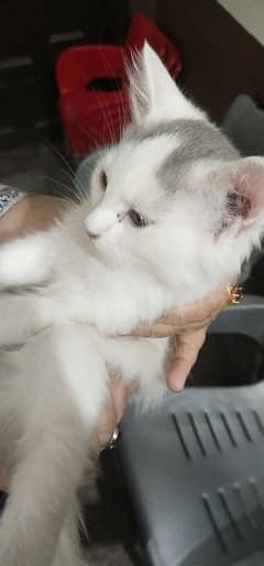 2 Persian cat kids 2 month age