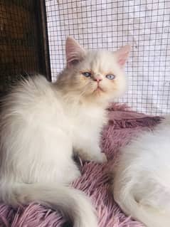 Persian near to peki kitten for sale